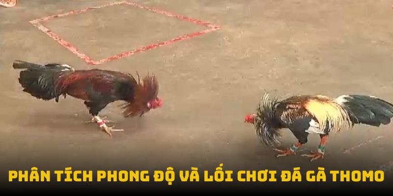 Phân tích phong độ và lối chơi đá gà Thomo