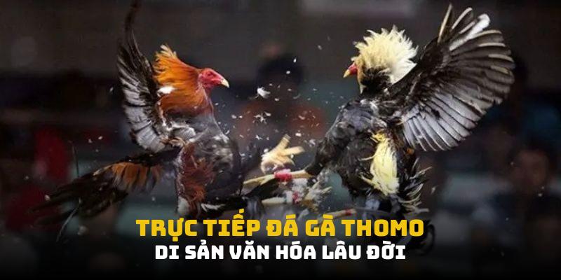 Trực tiếp đá gà thomo: di sản văn hóa lâu đời